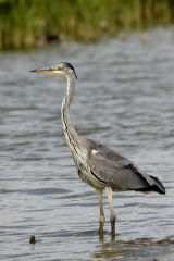 Heron