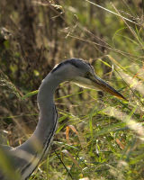 Heron