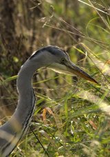 Grey Heron
