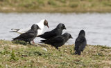 Jackdaw
