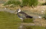 Lapwing