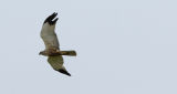 Marsh Harrier
