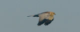 Marsh Harrier