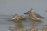 REDSHANK