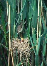 Reedwarbler