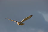 Short-eared Owl