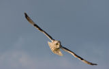 Short-eared Owl