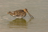 SNIPE
