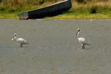 Spoonbill