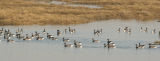 BRENT GEESE