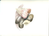 A Study of Seashells with Seagrass