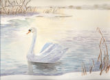 Swan on frozen lake