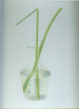 Reflections in Glass