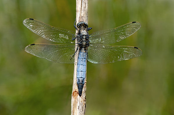 black tailed skimmer dragonfly