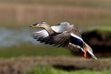 female mallard image 1