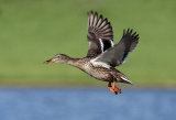 female mallard image 2