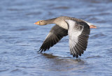 greylag goose image 1