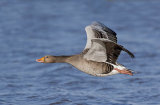 greylag goose image 2