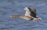 greylag goose image 3