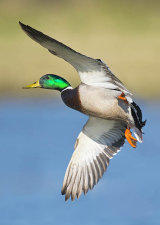 male mallard image 1