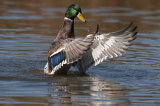 male mallard image 2