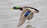 male mallard image 3