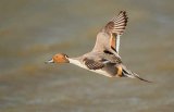 male pintail image 1