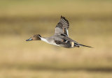male pintail image 2