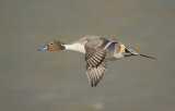 male pintail image 3