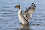 male pintail image 4