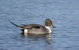 male pintail image 5