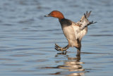 male pochard image 1