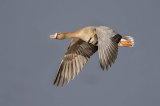 white fronted goose image 1