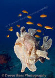 Frogfish