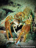 Crayfish