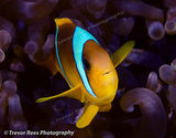 Clown fish
