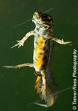 Common Newt