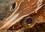 Pipefish