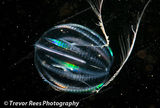 Sea-gooseberry