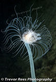 Hydroid