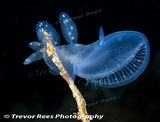 Nudibranch
