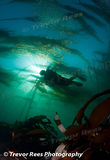 Diver & Kelp