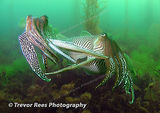 Cuttlefish