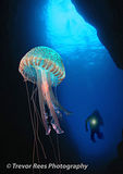 Jellyfish/Diver