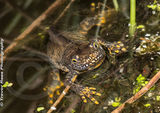 Great crested newt
