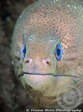 Moray