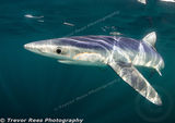 Blue shark