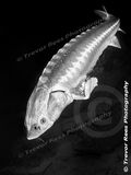 Sturgeon