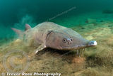 Sturgeon