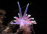 Nudibranch